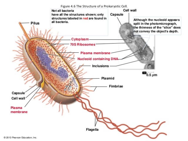 1 microbial world and prokaryotic cell anatomy 35 638