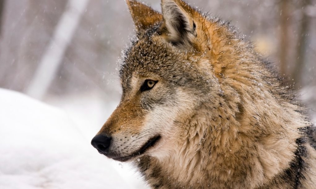 wolf (3)