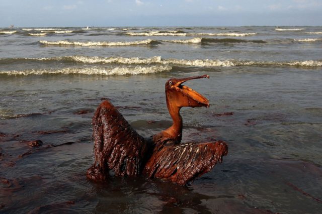 04 oil spill pelican.w710.h473