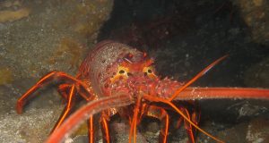 1200px California spiny lobster