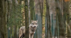 wolf (1)