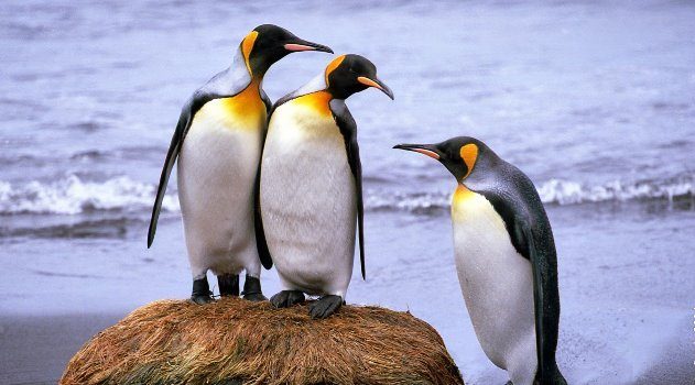 kingpenguins (1)