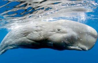 Οι φάλαινες minke και το νεκροταφείο τους στο βυθό – Εντυπωσιακό βίντεο falaina