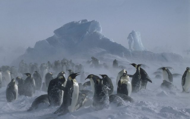 Emperor penguins, Antarctica