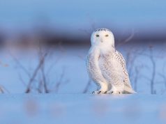 Snowy Owl Portrait. (KarynS)