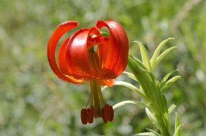 Κόκκινος Κρίνος (Lilium chalcedonicum)