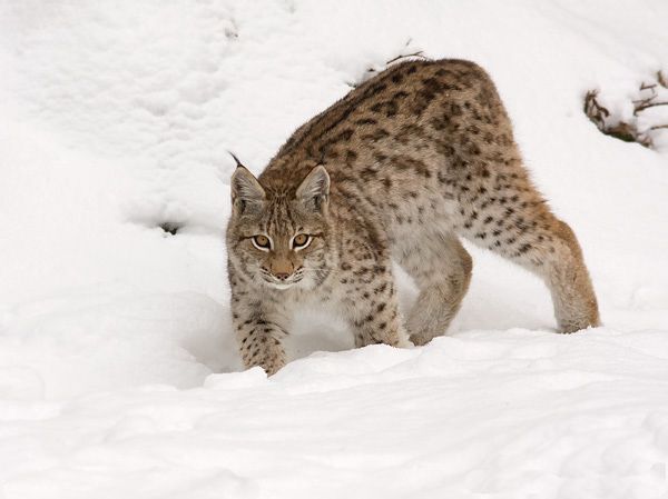 Λύγκας Ευρασιατικός (Lynx Lynx)