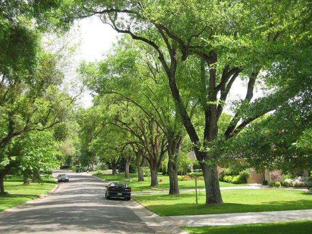 Neighborhood Trees