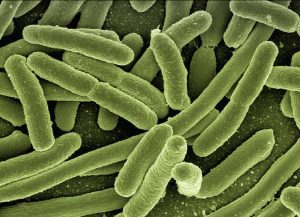 koli bacteria 123081 960 720