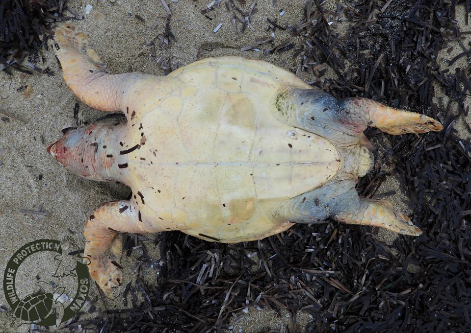 Όπως αναφέρει με ανάρτησή του στο facebook είναι η πρώτη καταγραφή νεκρής θαλάσσιας χελώνας, για το 2019. «Ευχόμαστε να είναι ένα τυχαίο περιστατικό και να μην ακολουθήσουν τα θλιβερά νούμερα προηγουμένων ετών». Για το περιστατικό ενημερώθηκε το Λιμεναρχείο Νάξου.