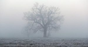 frost & fog