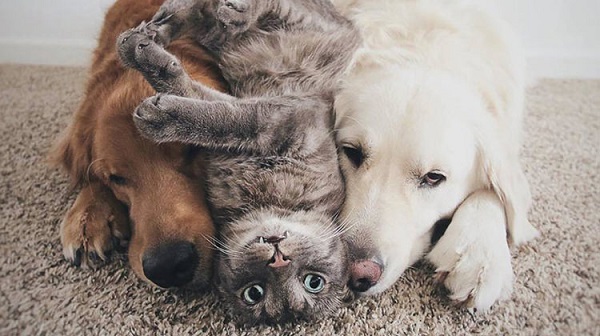 dog & cat