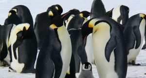 penguins 429128 960 720