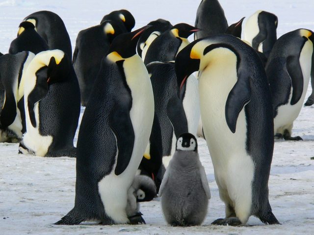 penguins 429128 960 720