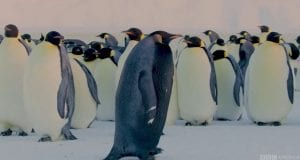 The Rarest Penguin On Earth