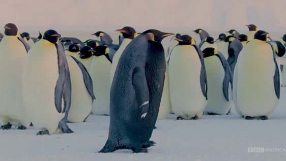The Rarest Penguin On Earth