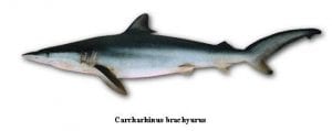 carcharhinus brachyurus