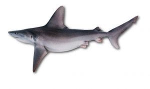 carcharhinus plumbeus1