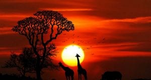 Ζώα Αφρικής