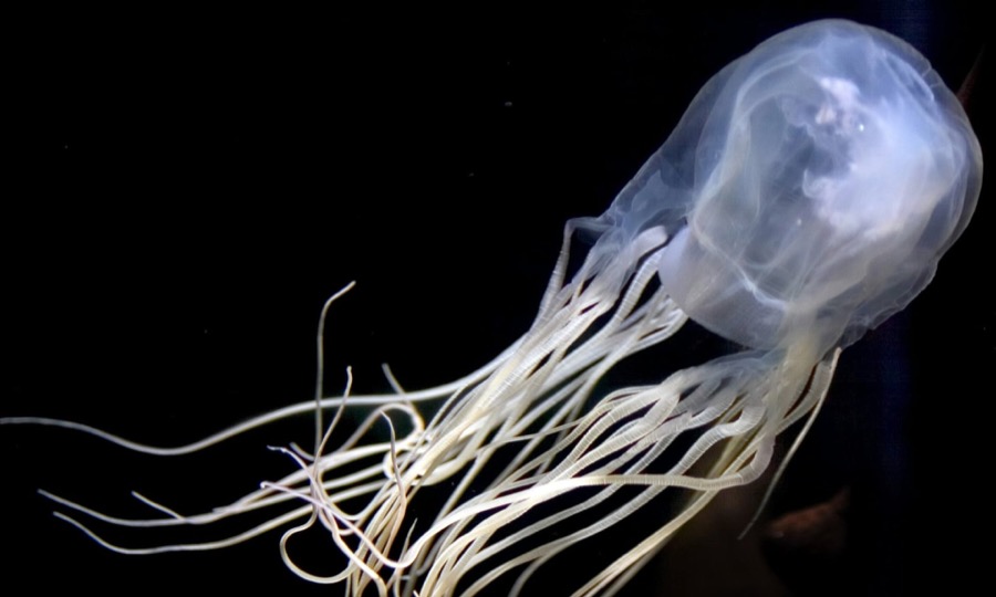 Αυστραλιανή μέδουσα box jellyfish