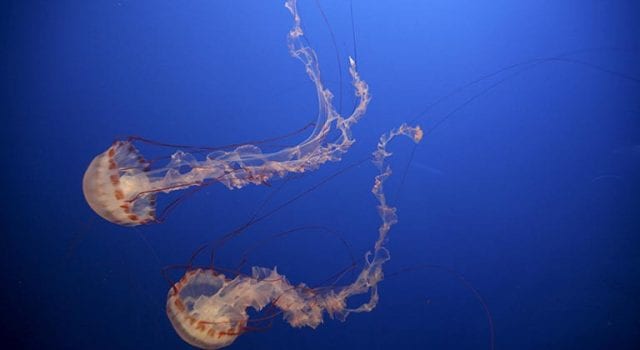 Αυστραλιανή μέδουσα box jellyfish