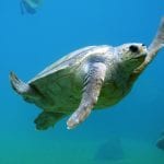 Θαλάσσιο πάρκο – χελώνα