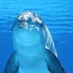 Θαλάσσιο πάρκο – δελφίνι