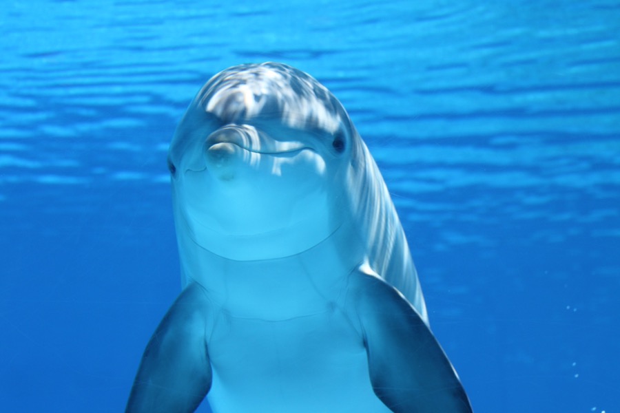 Θαλάσσιο πάρκο - δελφίνι