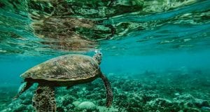 Θαλάσσιο πάρκο - χελώνα
