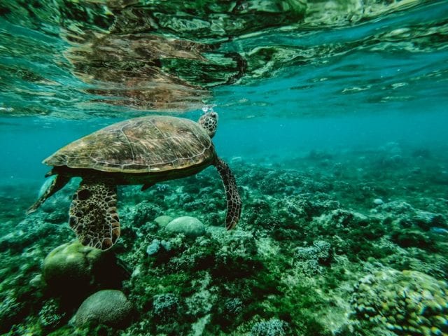 Θαλάσσιο πάρκο - χελώνα