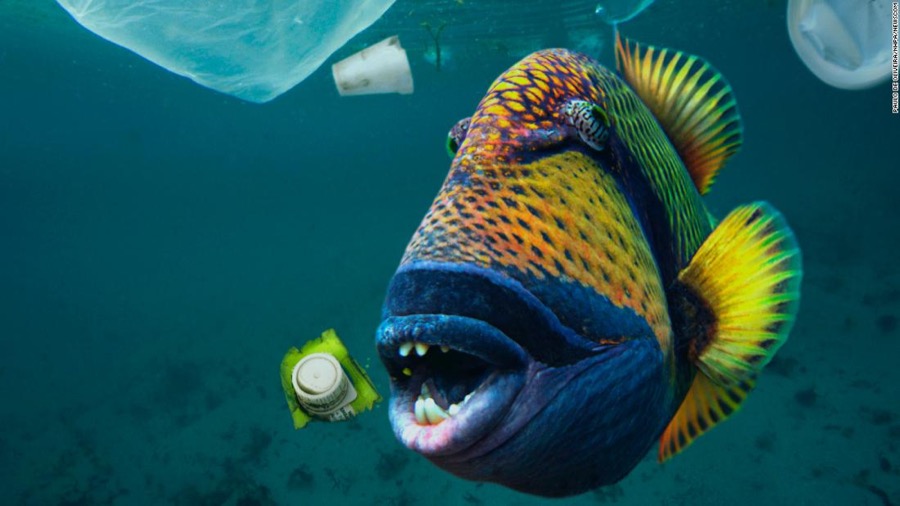 Παγκόσμια Ημέρα Ωκεανών - Πλαστικά στις θάλασσες