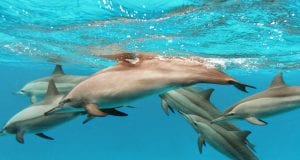 Δελφίνια - Αλτσχάιμερ