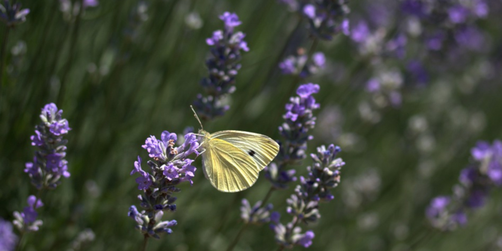 lavender butterfly