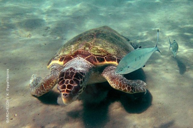 θαλάσσιες χελώνες
