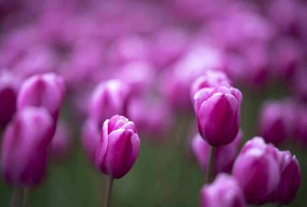 Vivid Pink Tulips Oona Louise Scheepers Germany