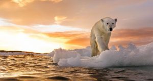 Κλιματική αλλαγή, αρκούδα
