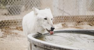 Νερό, αδέσποτα ζώα, σκύλος