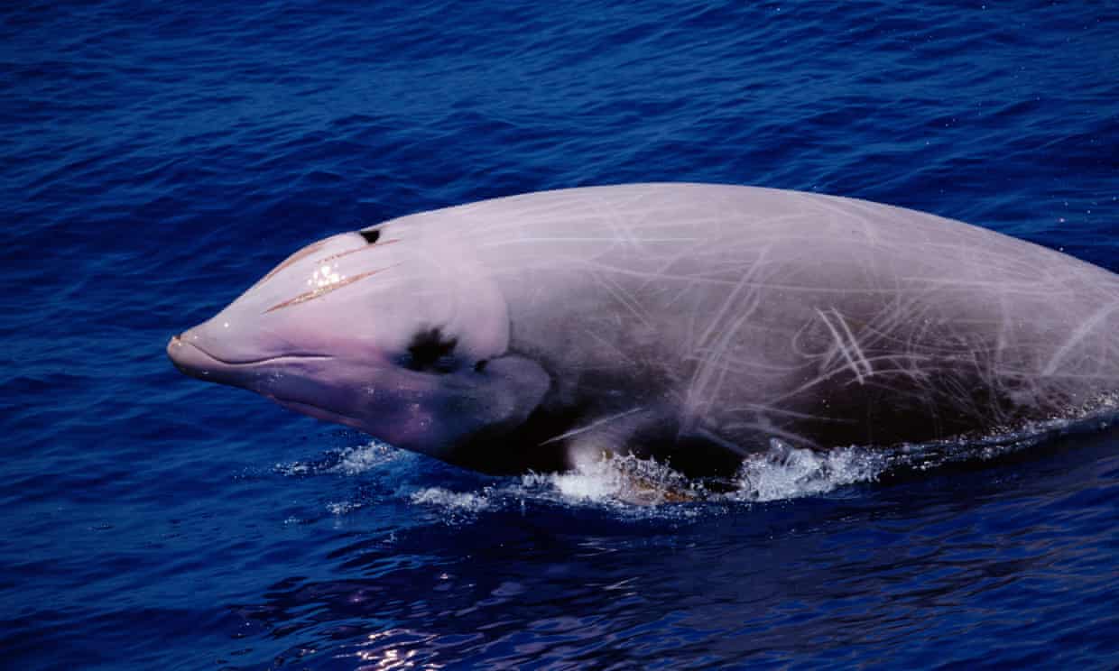 ρύπανση φάλαινα