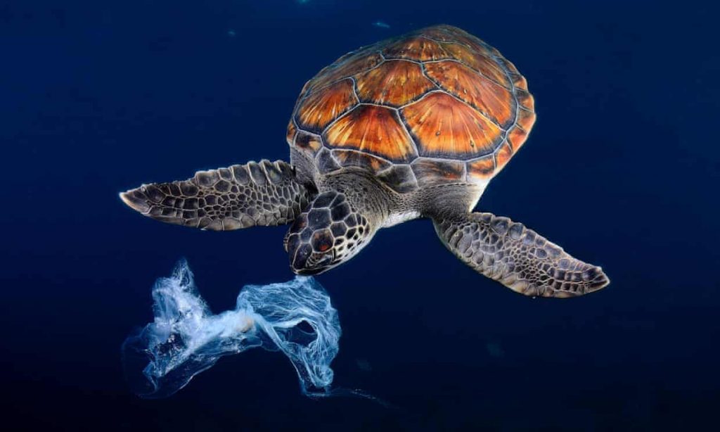 ρύπανση χελώνες