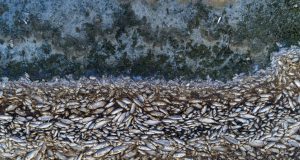 Κορώνεια: Αμέτρητα ψάρια εκβράστηκαν γύρω από τη λίμνη