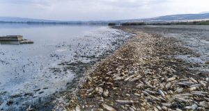 Κορώνεια: Αμέτρητα ψάρια εκβράστηκαν γύρω από τη λίμνη