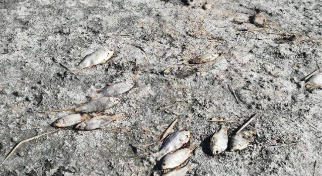 Λίμνη Κορώνεια: Χιλιάδες τα νεκρά ψάρια