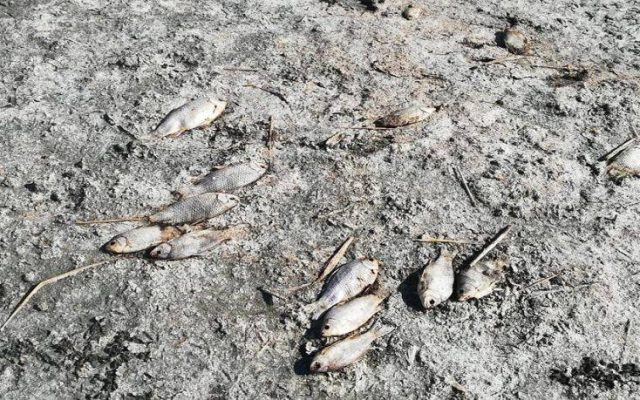 Λίμνη Κορώνεια: Χιλιάδες τα νεκρά ψάρια