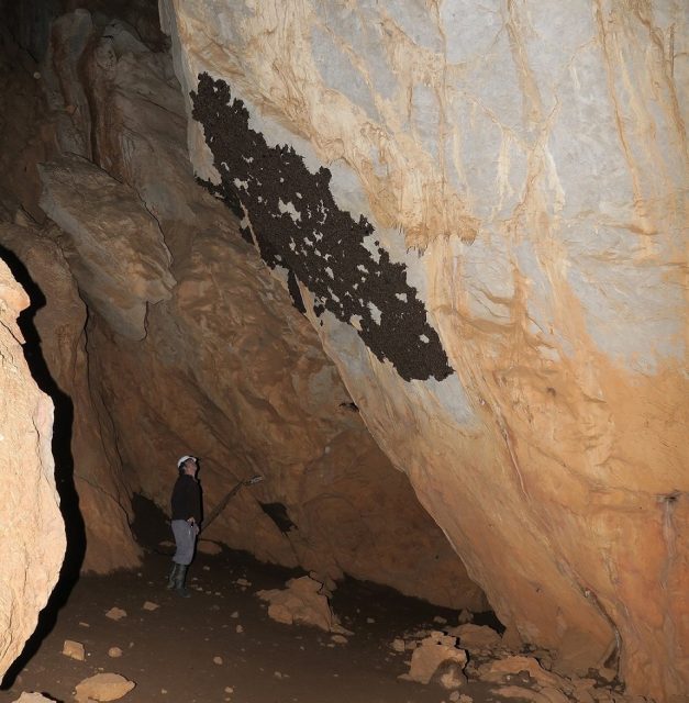 Σπήλαιο Λιμνών, τμήμα αποικίας νυχτερίδων