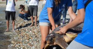Ο ΑΡΧΕΛΩΝ απελευθέρωσε δύο ακόμη θεραπευμένες θαλάσσιες χελώνες