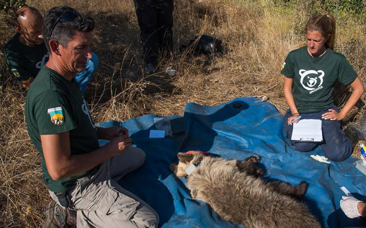 Απελευθερώθηκε αρκουδάκι που πιάστηκε με παράνομη παγίδα στα Τρίκαλα