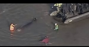 Βρέθηκε νεκρή φάλαινα 10 μέτρων στον Τάμεση