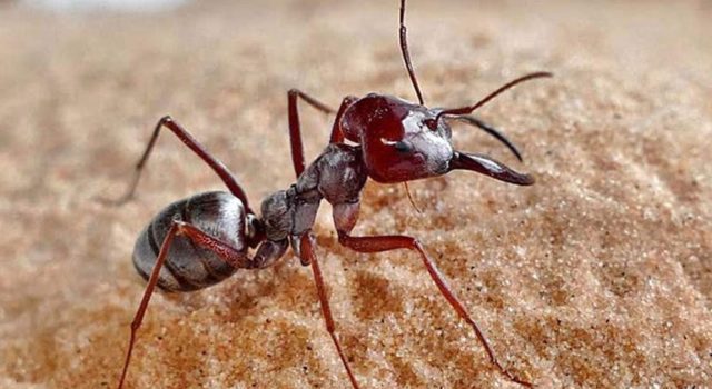 Τα ασημένια μυρμήγκια της Σαχάρας κατέχουν το ρεκόρ ταχύτητας