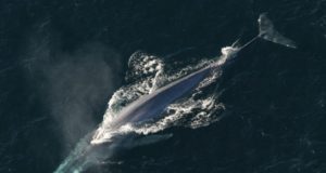 Γαλάζια φάλαινα