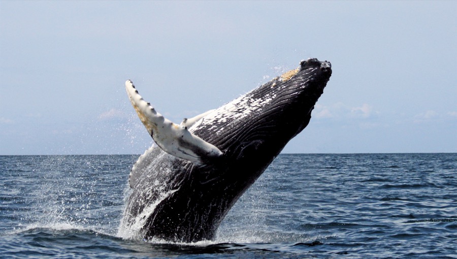 Γαλάζια φάλαινα